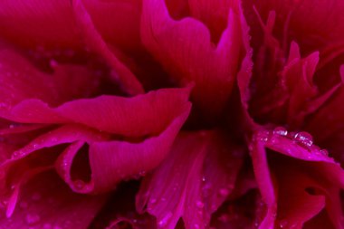 Şakayık yaprağına pembe, parlak yağmur damlaları. Yumuşak odaklı yumuşak havadar sanatsal görüntü.