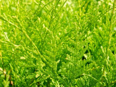 Güneşli bir günde, Thuja Evergreen ağacının doğal yeşil dokusu. Yaz yeşili arka plan. Thuja şubeleri yakın..