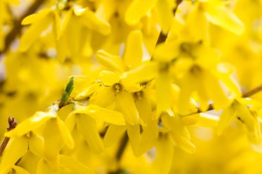 Yellow flowers of forsythia tree, romantic spring gentle artistic image.