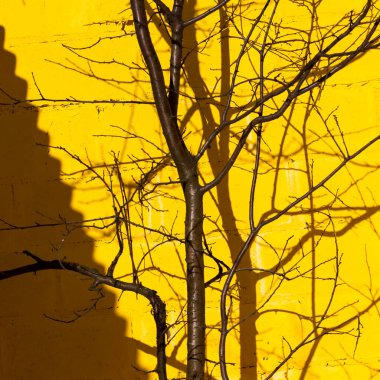 Sarı duvarda yaprakları olmayan ağaç, ilkbaharın başlarında