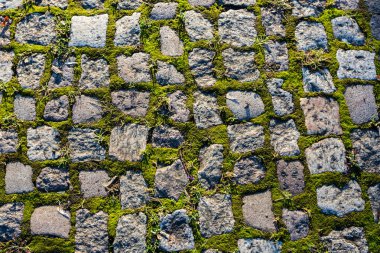 Yosun ile taş patika, görüntüyü kapat