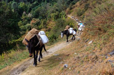 Uzun yüklü katır kervanı Himalaya yolunu takip ediyor. Nepal, Himalaya.