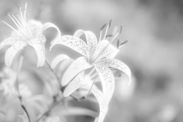 Gentle black and white lily flower. Romantic flowers background. Airy gentle soft art image. Selective focus.