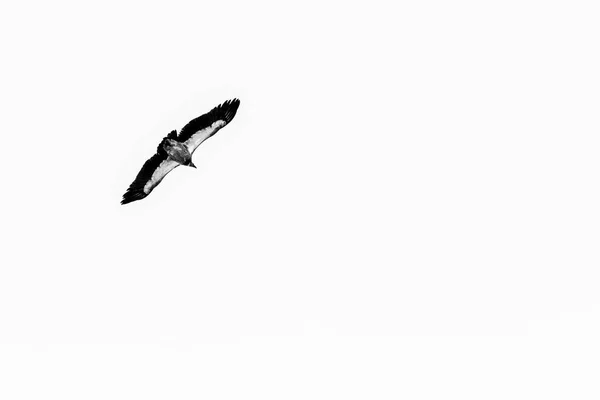 Big Eagle Flying Mountains Himalayas Nepal Black White Image — Stock Photo, Image