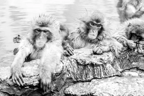 Eine Gruppe Schneeaffen Sitzt Einer Heißen Quelle Jigokudani Affenpark Japan — Stockfoto