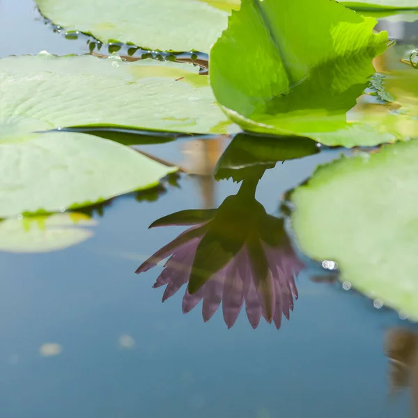Reflejo de lirio de agua rosa o flor de loto —  Fotos de Stock