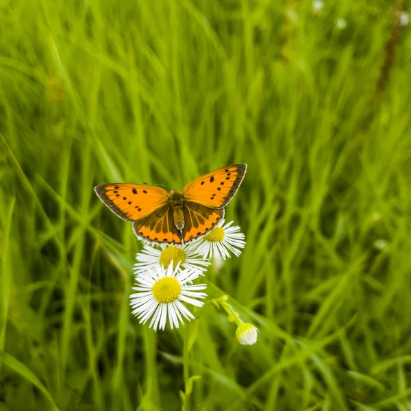 夏の牧草地で美しいカモミールと蝶. — ストック写真