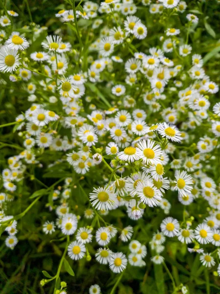 Camomille ou fleur de marguerite sur le fond naturel vert — Photo