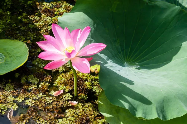 Lirio de agua rosa salvaje o flor de loto —  Fotos de Stock