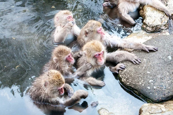 Grupo Monos Nieve Macaca Fuscata Sentados Una Fuente Termal Lindo — Foto de Stock