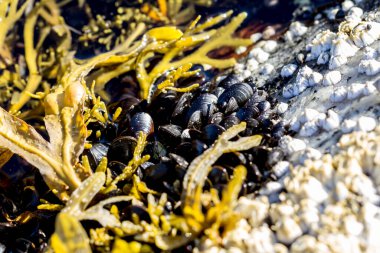Deniz yumuşakçaları ve algler, aşağı gelgitte Beyaz Deniz 'in kıvrımlarında..