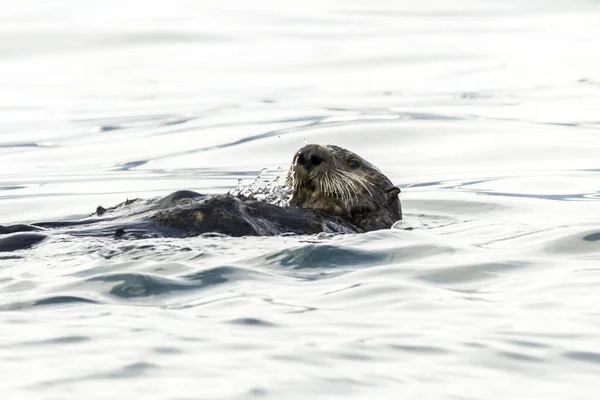 海のカワウソ Enhyra Lutis が水中で泳いでいる ロシア カムチャツカ 近くのケクリ岬 ロシア湾 — ストック写真