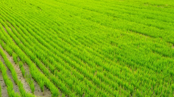 Close-up afbeelding van rechte rijen groene rijst aziatische velden. — Stockfoto