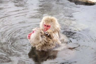Japonya 'daki Jigokudani Maymun Parkı' ndan iki Kar Maymunu (Macaca fuscata). Kaplıcada oturan sevimli Japon makağı..