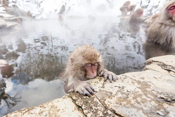 Mono Nieve Macaca Fuscata Jigokudani Monkey Park Japón Prefectura Nagano — Foto de Stock