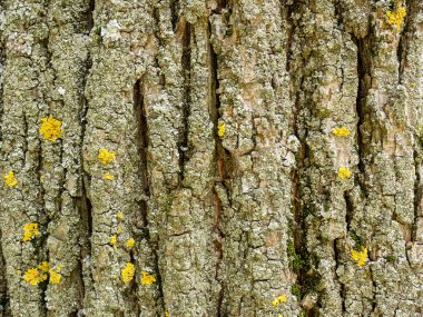 Yaşlı meşe ağacı kabuğu. Doğal ahşap desenli soyut ağaç arka planı çatlaklar ve liken ile