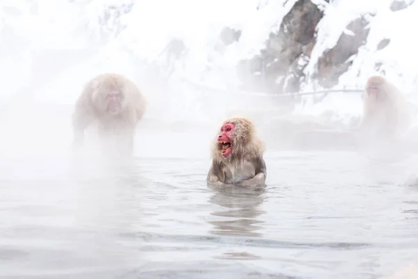 Raging Japonés Macaco Japonés Mono Nieve Macaca Fuscata Desde Jigokudani — Foto de Stock