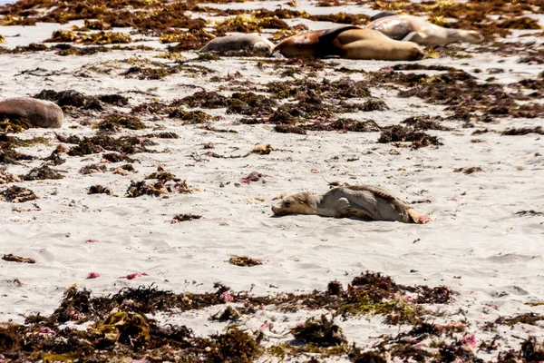 Avustralya Deniz Aslanı Yavrusu Kanguru Adası Sahilinde Güney Avustralya Seal — Stok fotoğraf
