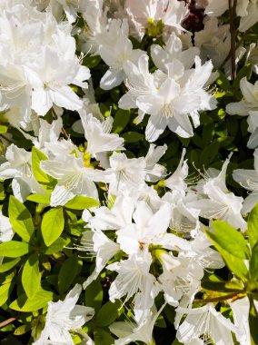 Beyaz rhododendron ya da ilkbaharda açan beyaz açelya çiçekleri.