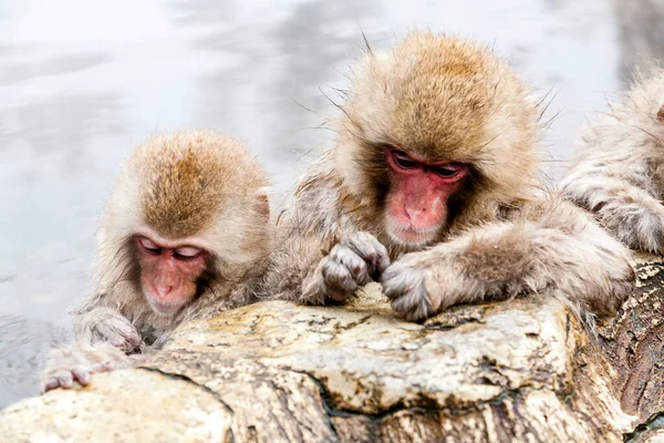 Lindos Monos Nieve Japoneses Durmiendo Una Fuente Termal Prefectura Nagano — Foto de Stock