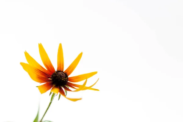 Fleur Marguerite Jaune Sur Fond Blanc — Photo