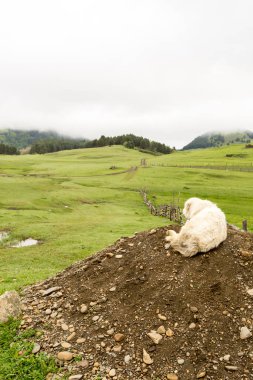 Beyaz üzgün yalnız köpek sahibini şehir yolunda arıyor. Georgia, Tusheti.