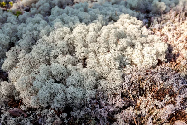 Άσπρα Βρύα Φόντο Στη Φύση Moss Και Λειχήνες Στο Πευκοδάσος — Φωτογραφία Αρχείου