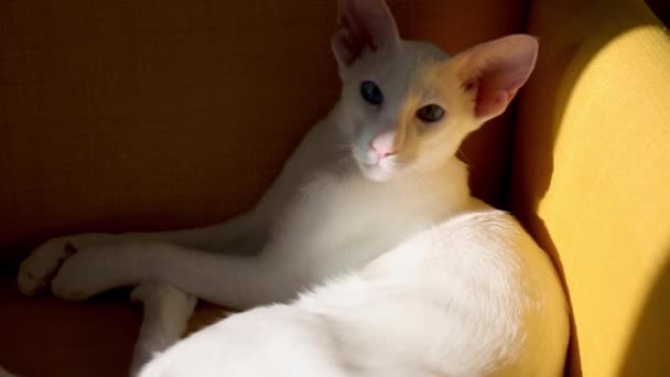 Sarı koltukta oturan doğulu beyaz kedi yavrusu. — Stok video