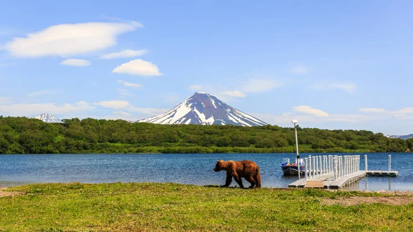Ours brun ou Ursus arctos beringianus pêchant dans le lac Kurile. Kamchatka, Russie — Photo