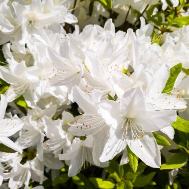 Beyaz rhododendron ya da ilkbaharda açan beyaz açelya çiçekleri.