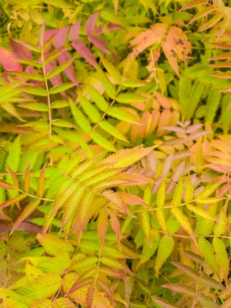 Folhas verdes, vermelhas e laranja rowan, fundo natural outono — Fotografia de Stock
