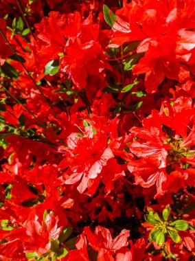 İlkbaharda açan kırmızı rhododendron veya kırmızı açelya çiçekleri.