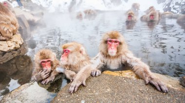 Bir grup kar maymunu Jigokudani Yaen-Koen, Japonya 'da kaplıcada oturuyorlar..