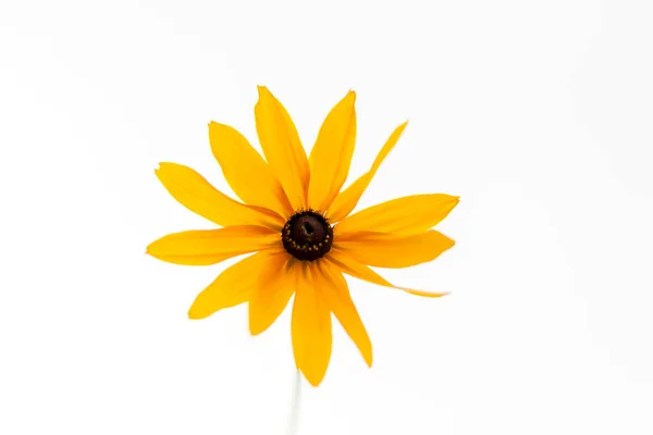Amarelo Flor Margarida Suave Fundo Branco — Fotografia de Stock