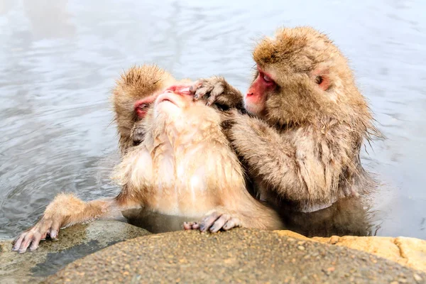 Japonya Daki Jigokudani Maymun Parkı Ndan Macaca Fuscata Kar Maymunu — Stok fotoğraf