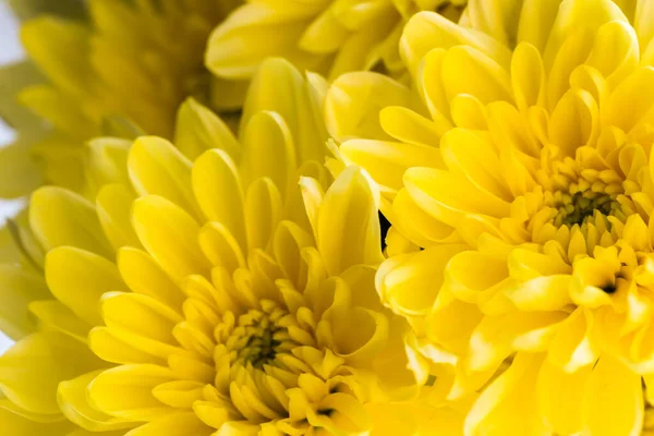 Fond de fleur avec des chrysanthèmes jaunes étonnants. — Photo