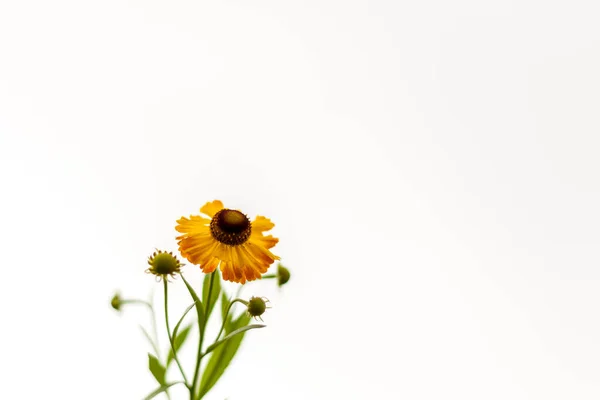 Camomille Jaune Sur Fond Blanc Image Artistique Douce Douce Aérée — Photo