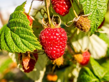Olgun bir dalda ahududu, yazın hasat.