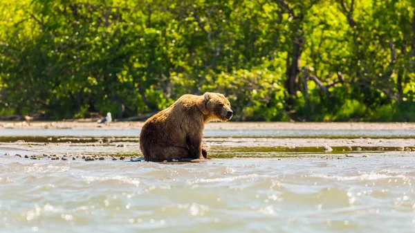 Bruine beer of Ursus arctos beringianus vissen in het Kurile meer. Kamchatka, Rusland — Stockfoto