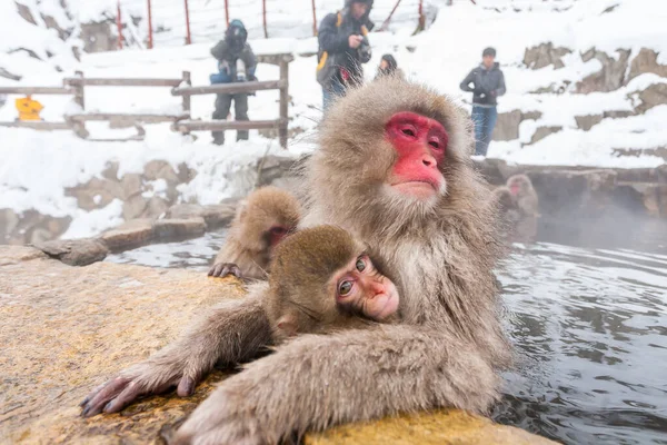 Tokio, Japón - 3 de enero de 2010: Turistas tomando fotos de monos de nieve en Jigokudani Monkey Park en Japón. — Foto de Stock