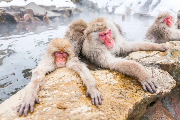 Grupo de monos de nieve que duermen en una fuente termal, Japón. — Foto de Stock