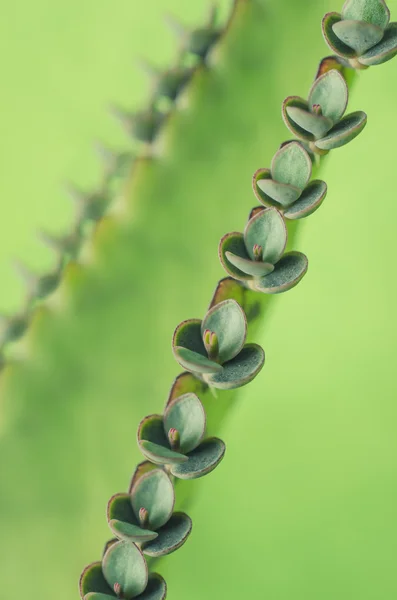 Kalanchoe foto macro médica — Fotografia de Stock