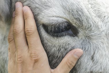 Hand stroking a cow, closeup cow eye clipart