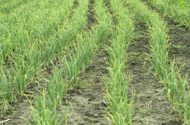 Bahçe, sarımsak yatak, fide yeşil sarımsak