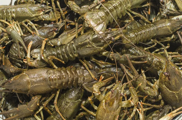 Live crayfish closeup, many — Stock Photo, Image