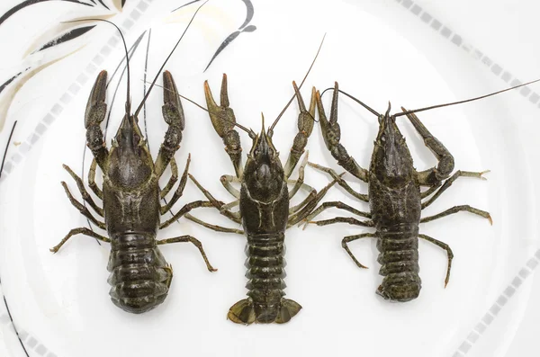 Live crayfish on plate isolated, top view, isolated — Stock Photo, Image