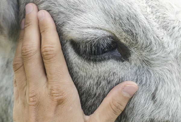 Main caressant une vache, gros plan oeil de vache — Photo