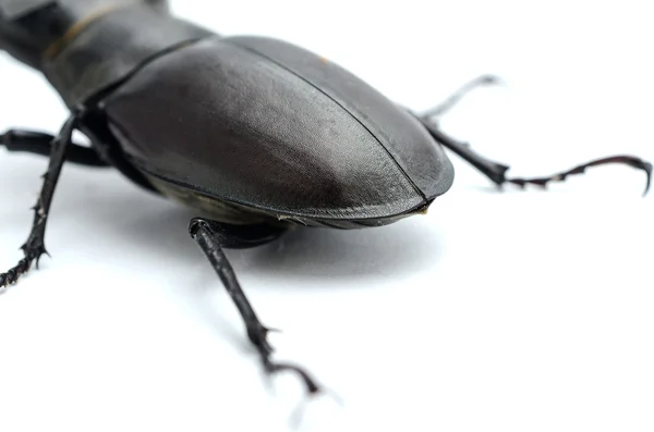 Escarabajo ciervo pygidium, parte posterior del cuerpo — Foto de Stock