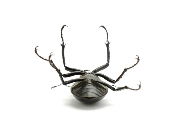 Beetle na plecach, stag beetle — Zdjęcie stockowe