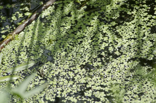 Barro de agua verde —  Fotos de Stock